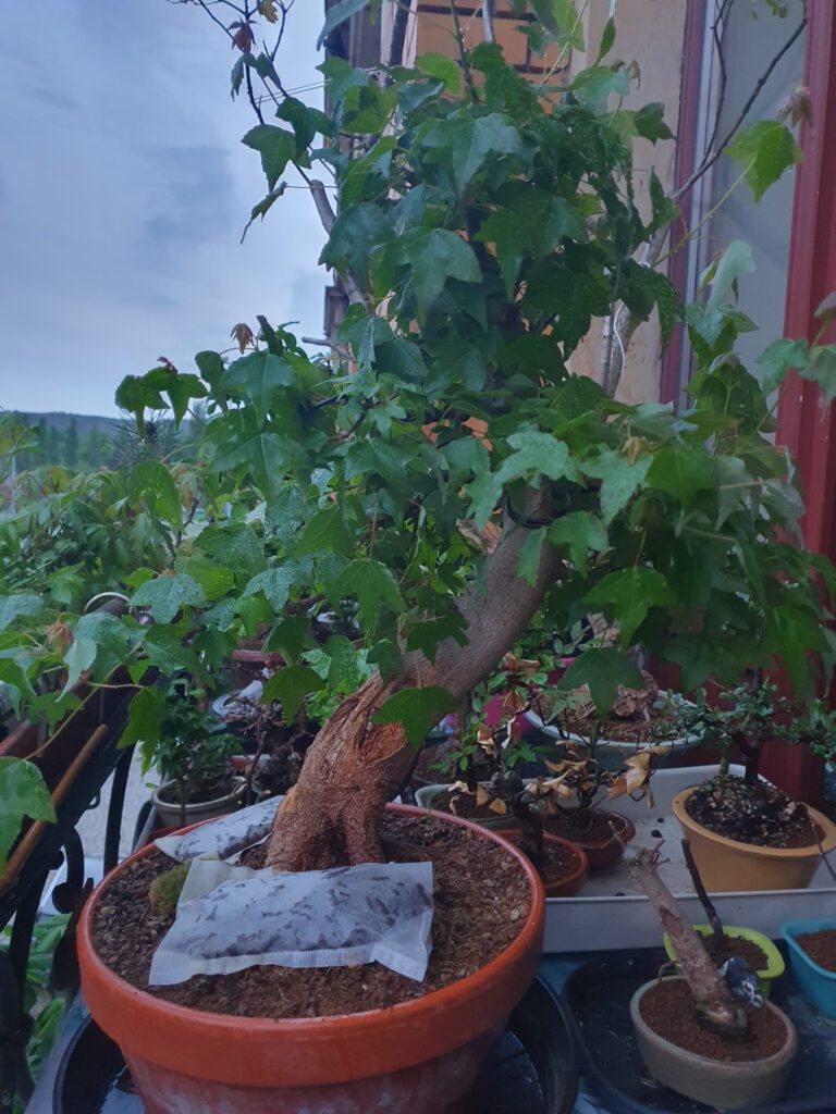 Trident Maple