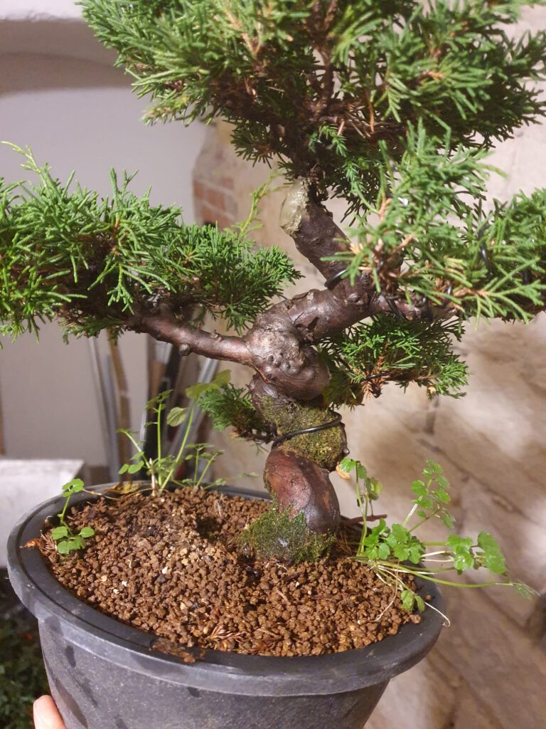 Itoigawa Trophy 2024