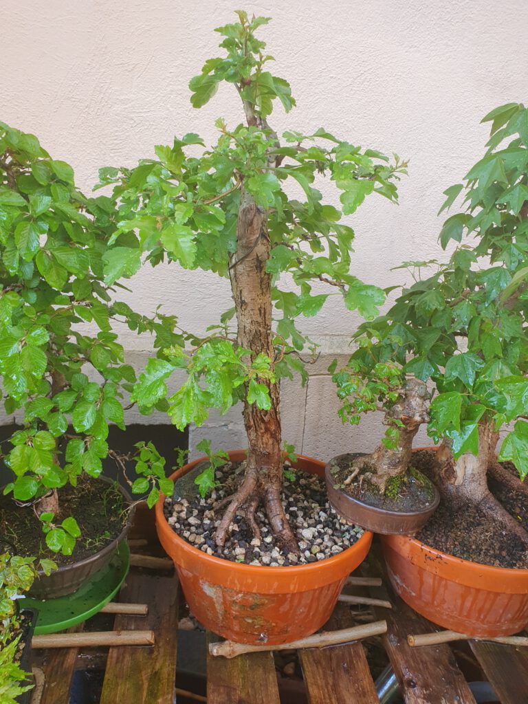 Weißdorn GGarten