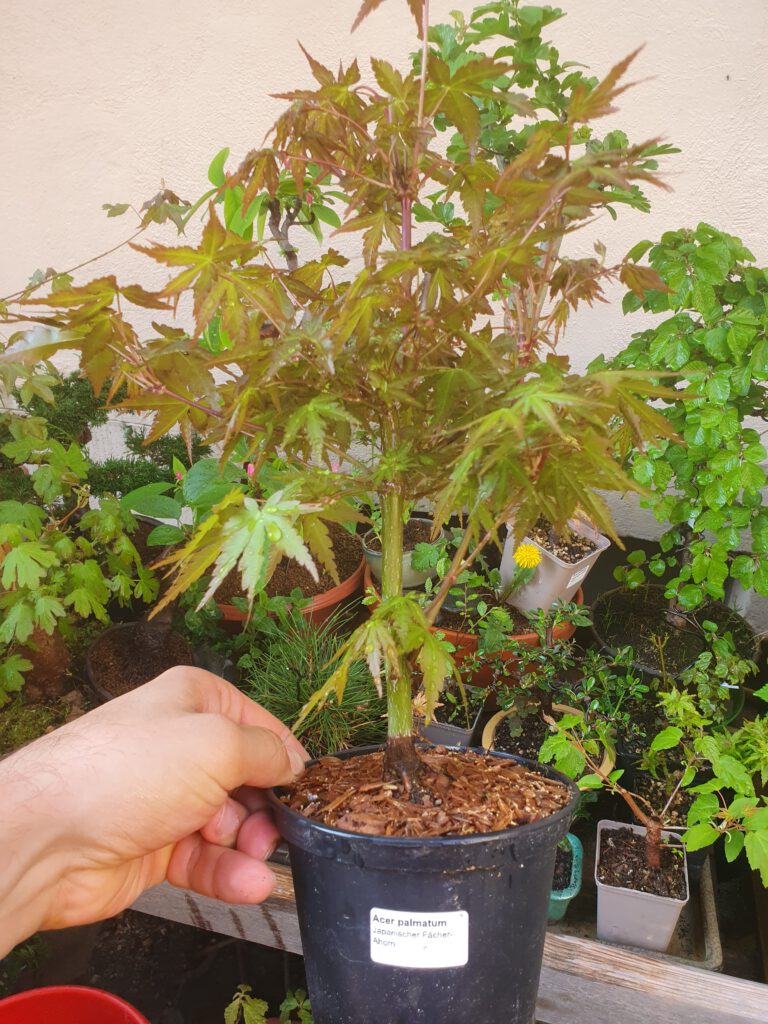 Acer palmatum