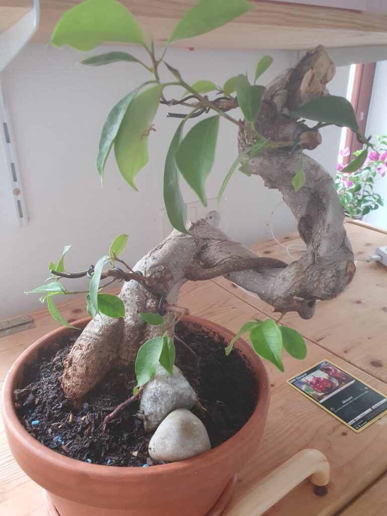 Ikea Bonsai