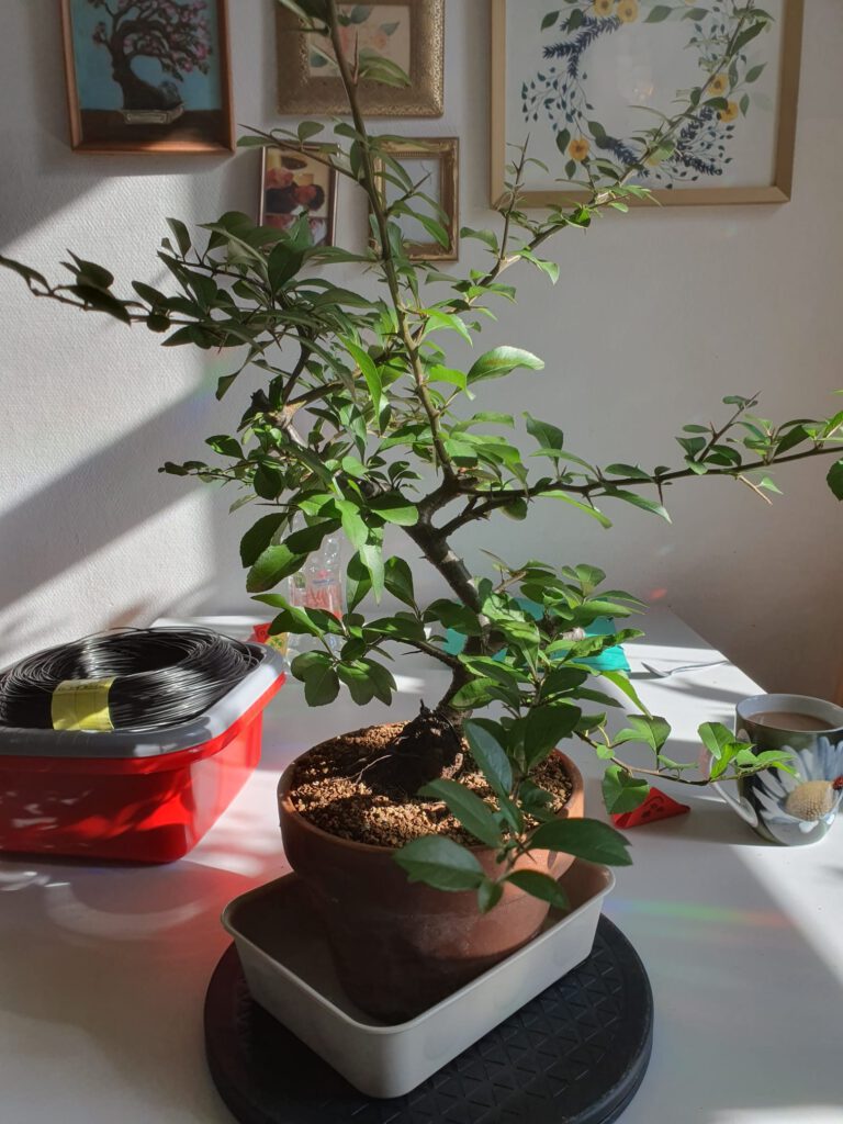 Feuerdorn aus Hoyerswerda