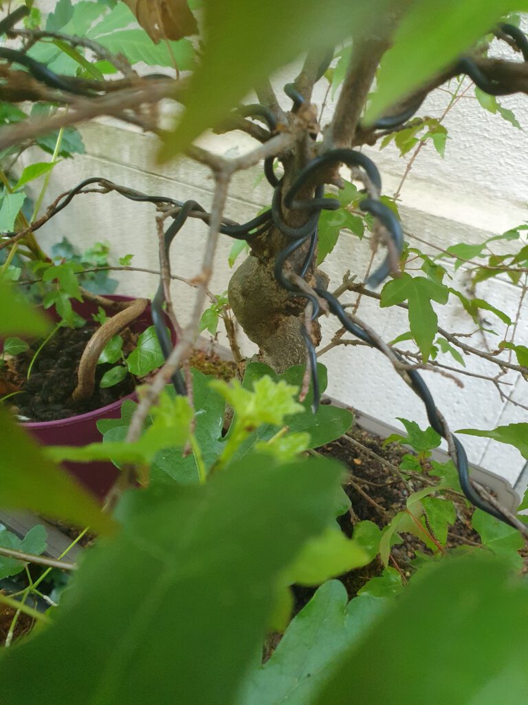 Trident maple
