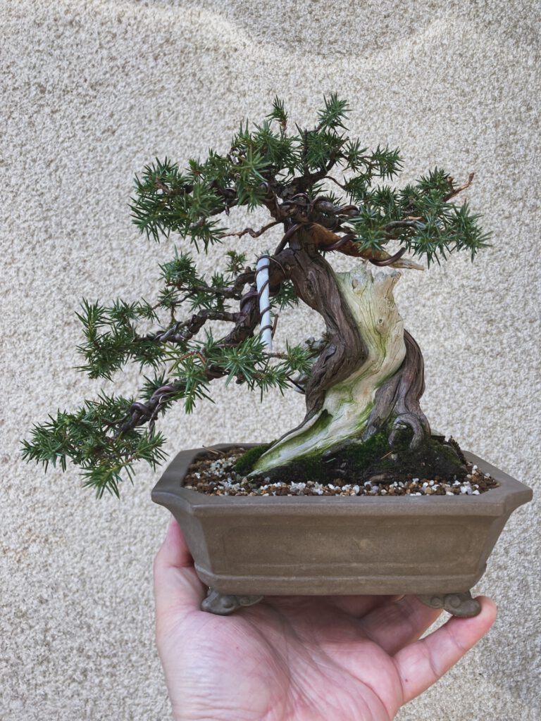 Tsuruoka Shohin Bonsai Club