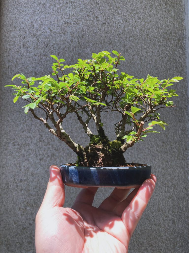 Tsuruoka Shohin Bonsai Club