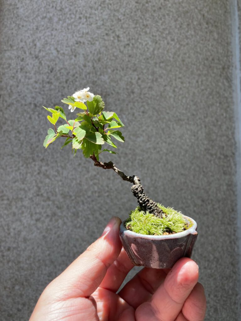 Tsuruoka Shohin Bonsai Club