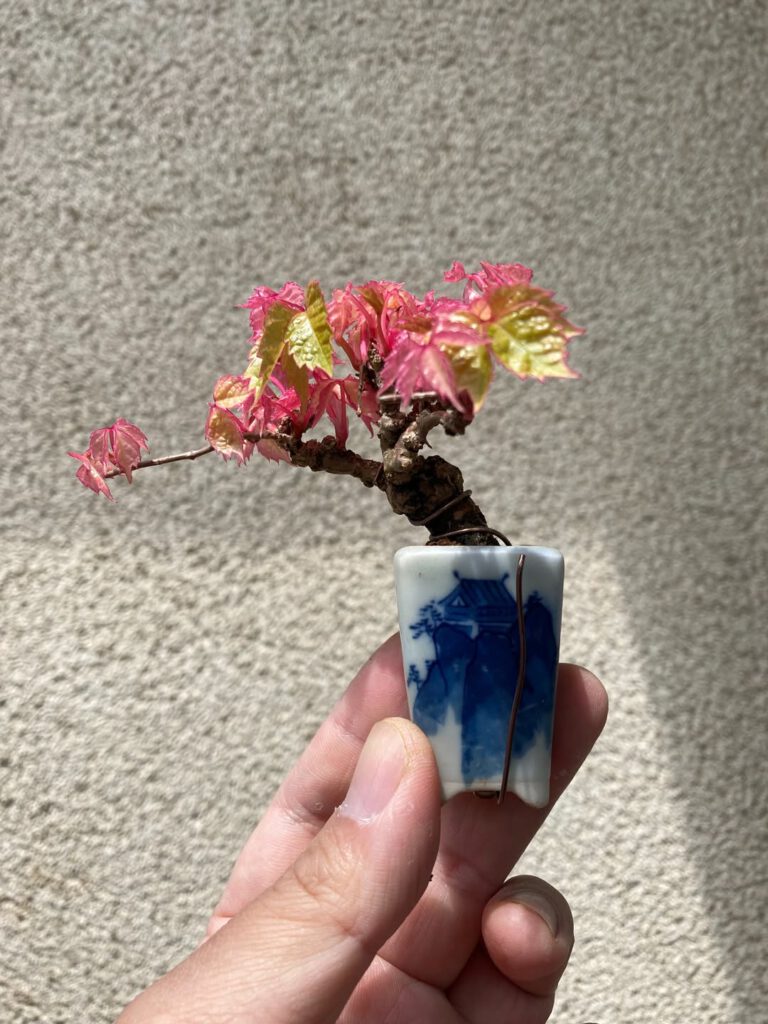 Tsuruoka Shohin Bonsai Club