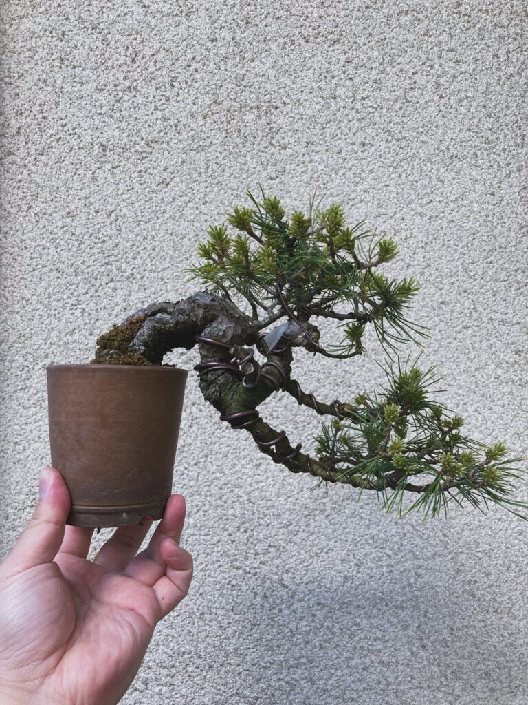 Tsuruoka Shohin Bonsai Club