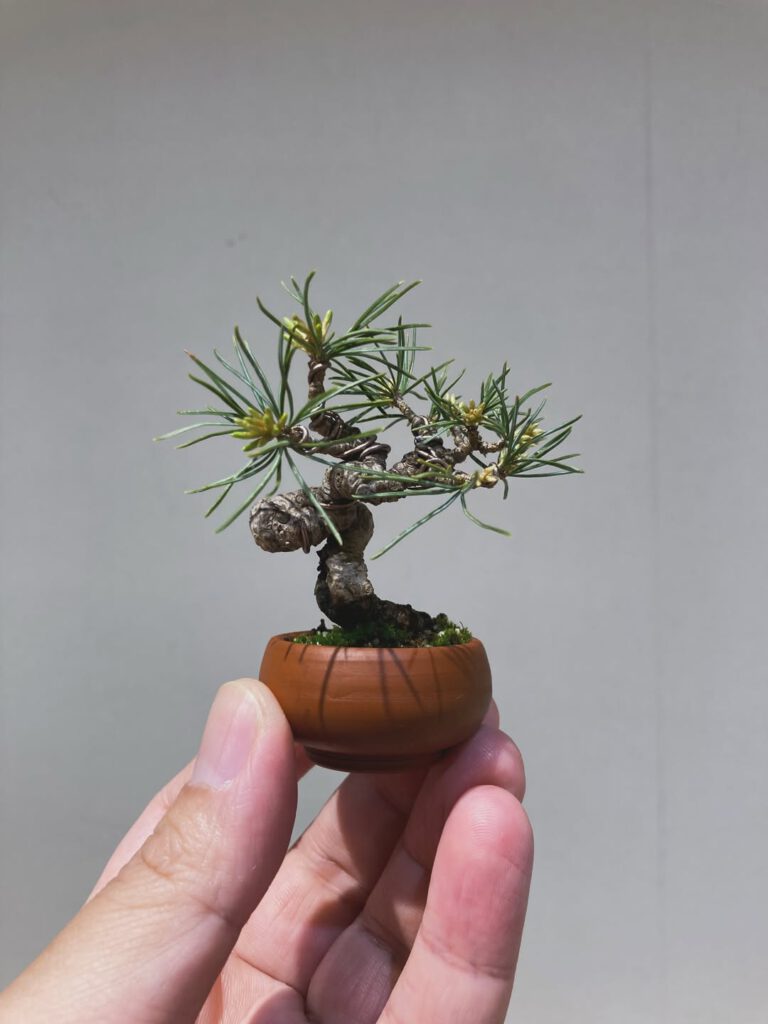 Tsuruoka Shohin Bonsai Club