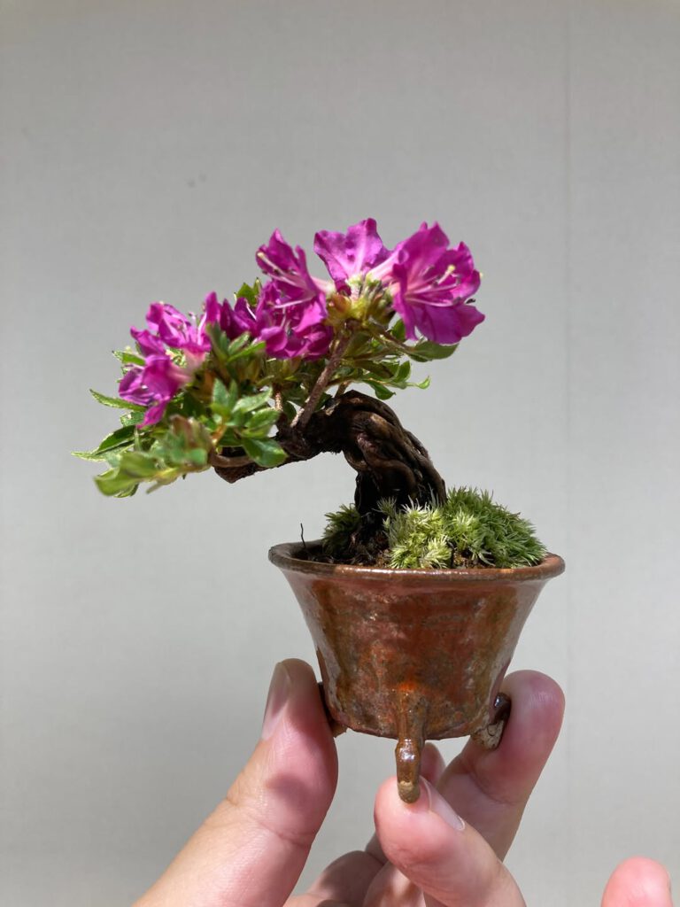 Tsuruoka Shohin Bonsai Club