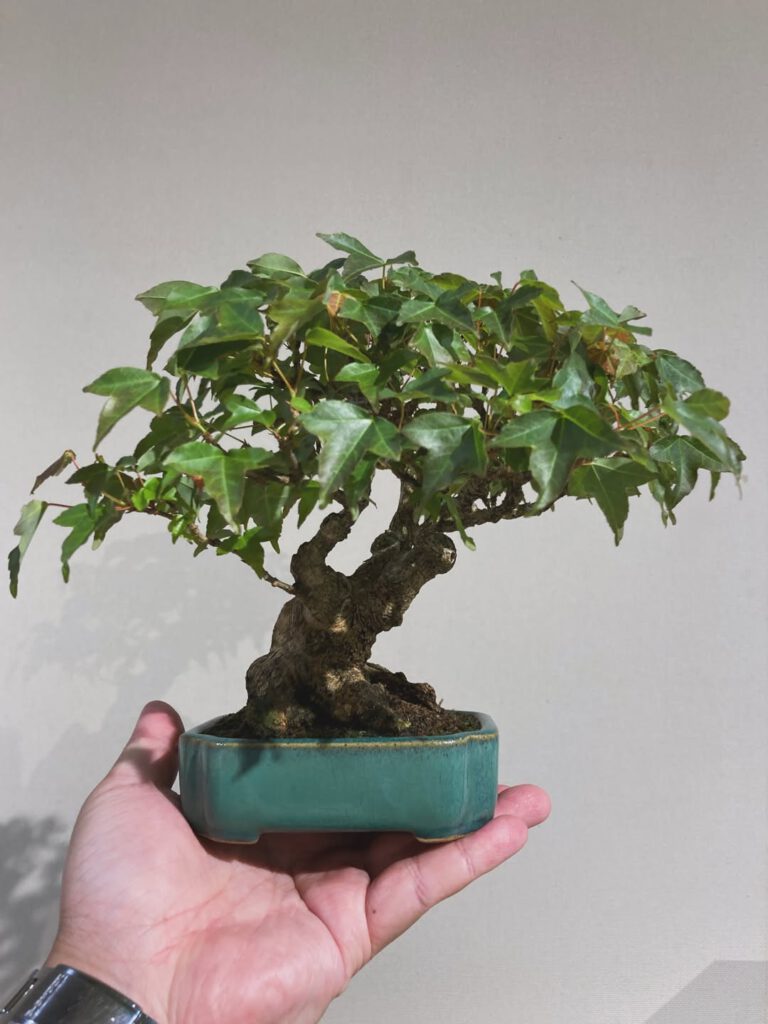 Tsuruoka Shohin Bonsai Club