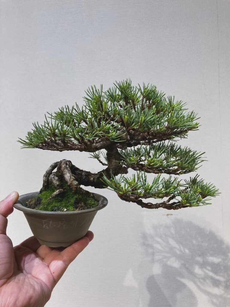 Tsuruoka Shohin Bonsai Club