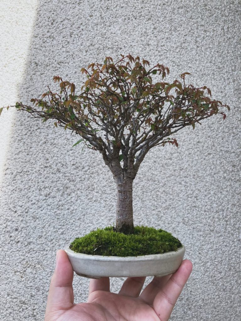 Tsuruoka Shohin Bonsai Club