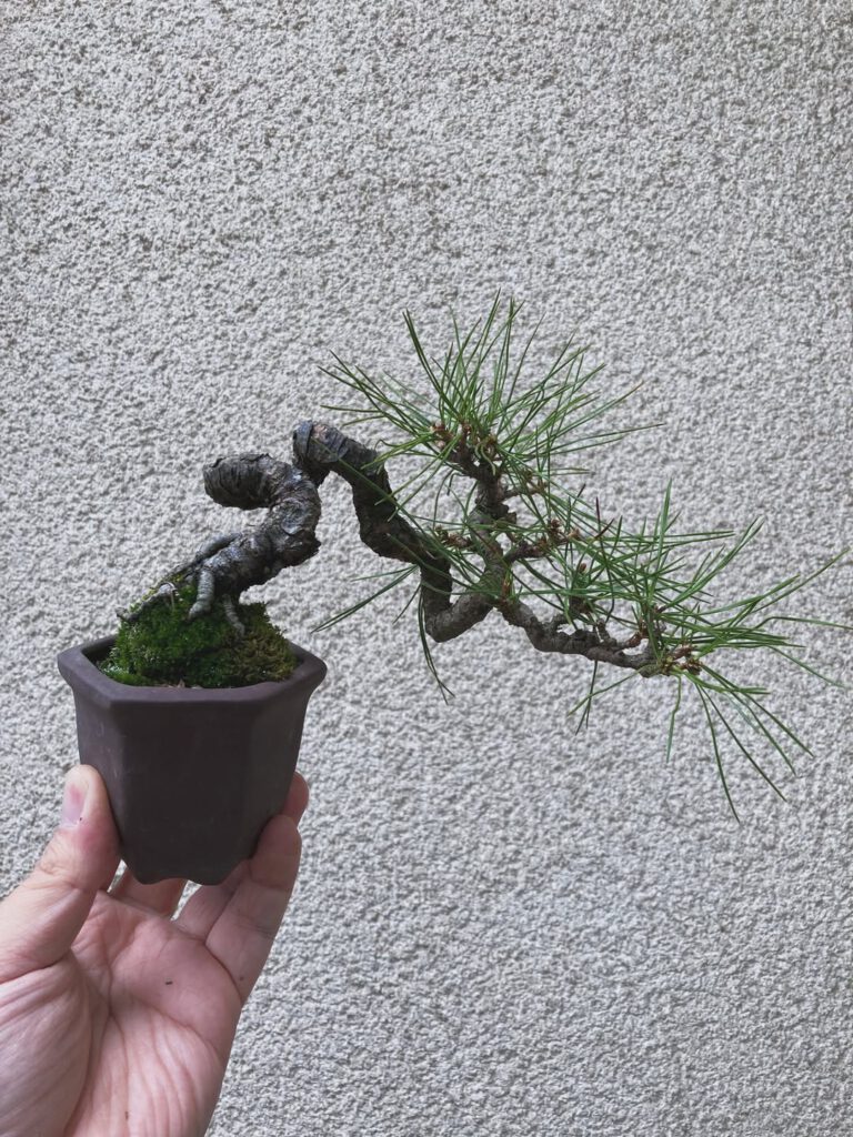 Tsuruoka Shohin Bonsai Club