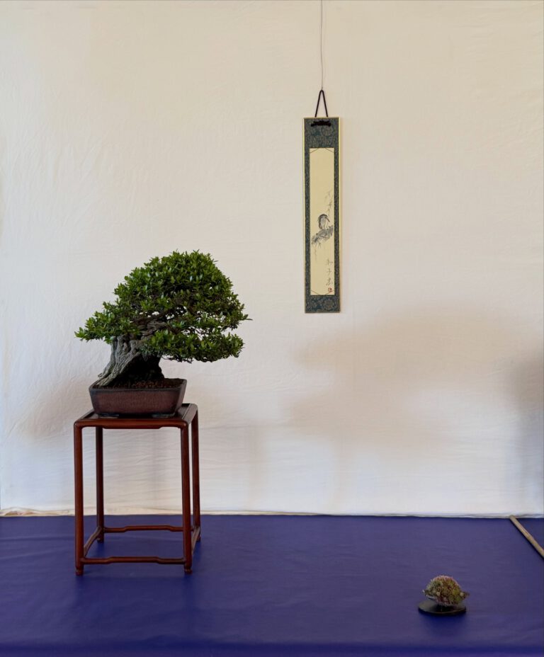 Bonsai Club Alessandria