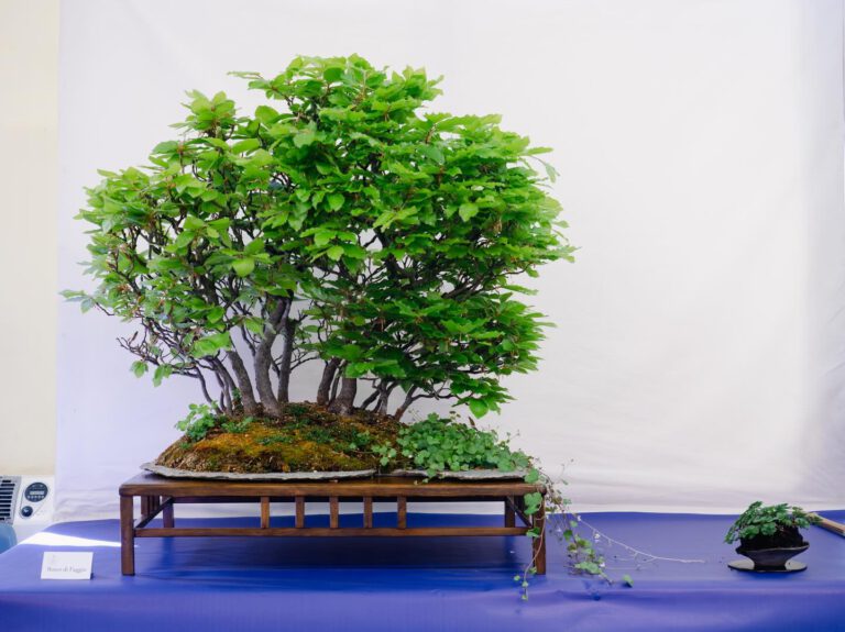Bonsai Club Alessandria