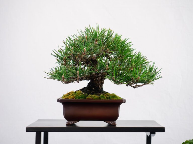 Bonsai Club Alessandria
