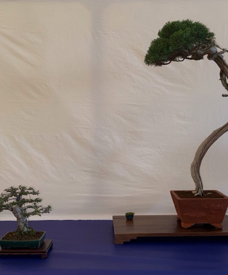 Bonsai Club Alessandria