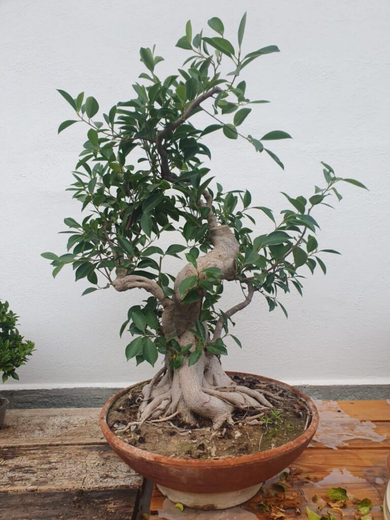 Bonsai Club Alessandria