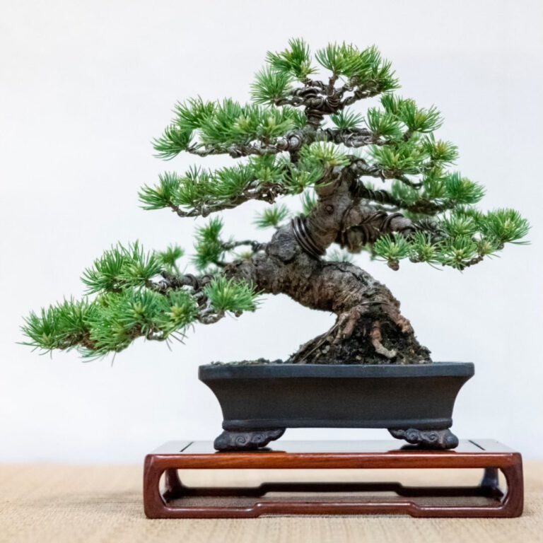 Tsuruoka Shohin Bonsai Club