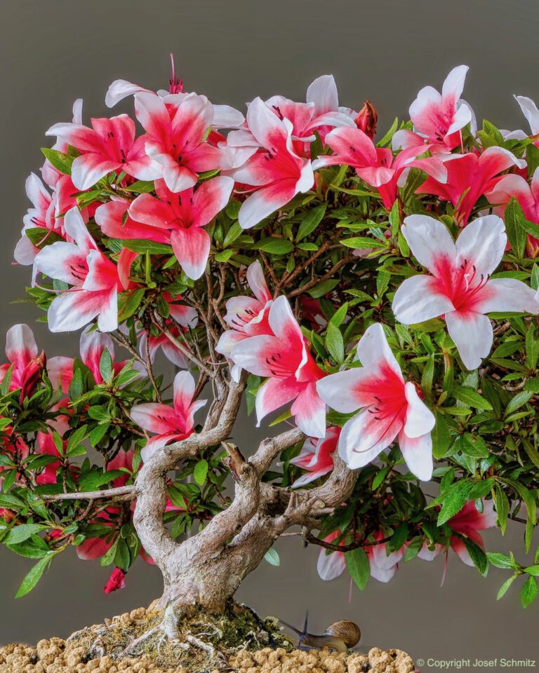 2024 Veolia Industriepark Oberbruch - Rhododendron indicum
