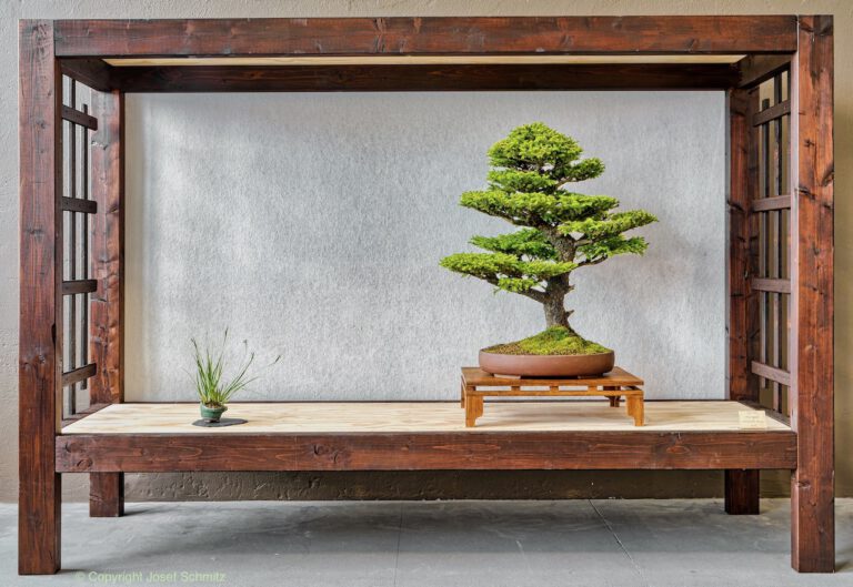 2024 Veolia Industriepark Oberbruch - Picea jaezoensis