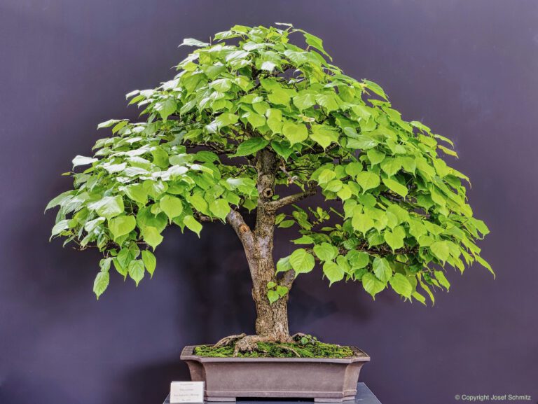 2024 Veolia Industriepark Oberbruch - Tilia cordata