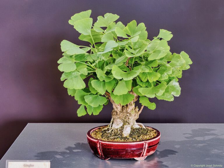 2024 Veolia Industriepark Oberbruch - Ginkgo biloba