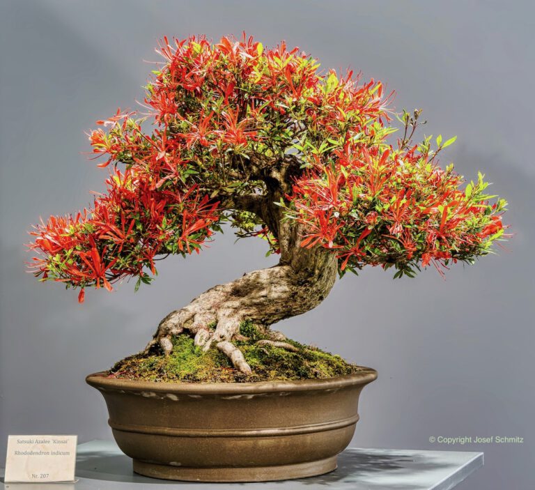 2024 Veolia Industriepark Oberbruch - Rhododendron indicum