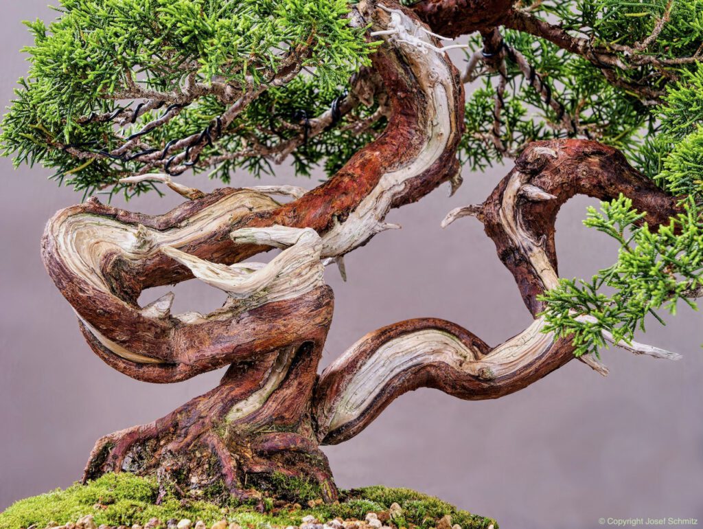 2024 Veolia Industriepark Oberbruch - Juniperus chinensis