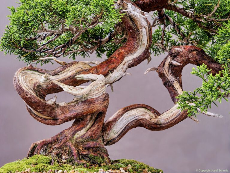2024 Veolia Industriepark Oberbruch - Juniperus chinensis
