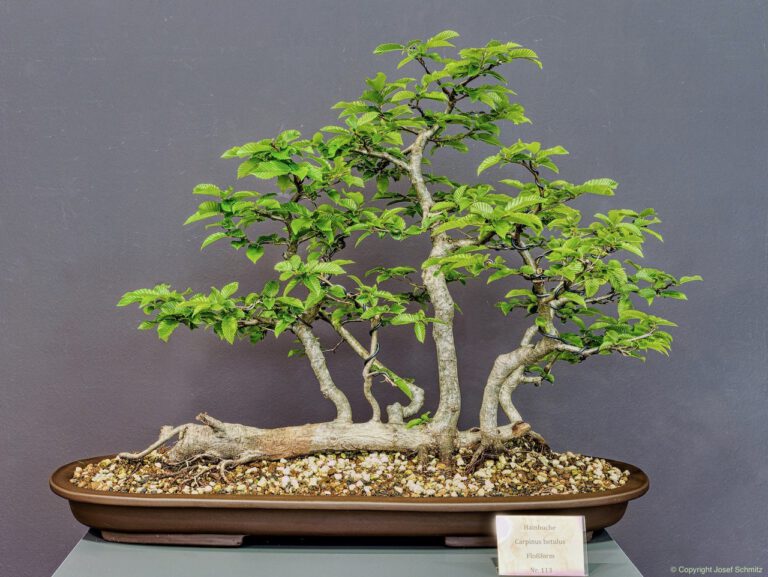 2024 Veolia Industriepark Oberbruch - Carpinus betulus