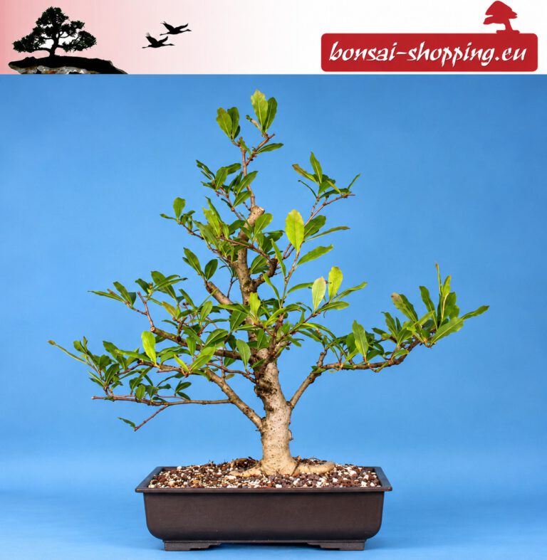 Camellia japonica