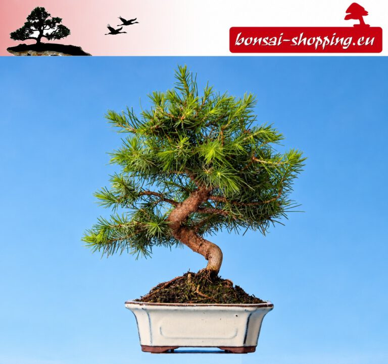 Pinus halepensis
