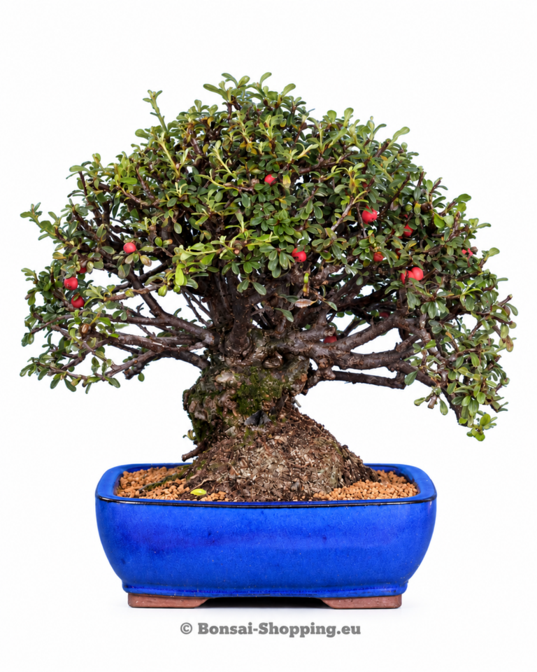 Cotoneaster spec.